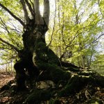 Fagus italica (Arc. Aree protette Appennino piemontese)